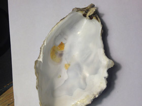 Фото Устрицы