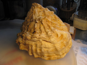 Фото Устрицы