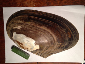 Смотреть фото Унионидообразные Фото Унионидообразные