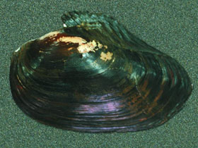 Смотреть фото Бугорчатая кристария Фото Бугорчатая кристария