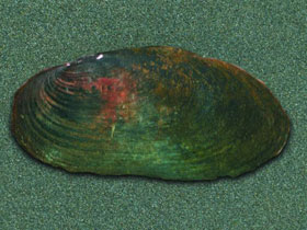 Смотреть фото Даурская жемчужница Фото Даурская жемчужница