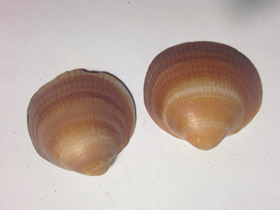 Фото Глицимериды