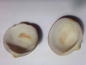 Фото Глицимериды