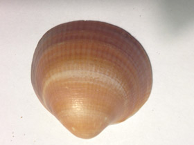 Фото Глицимериды