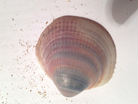 Фото Глицимериды