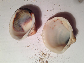 Фото Глицимериды