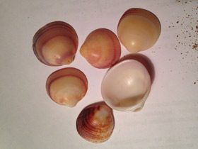 Фото Глицимериды