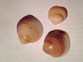 Фото Глицимериды