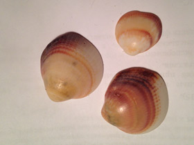 Фото Глицимериды