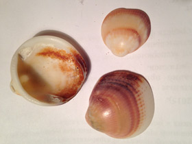 Фото Глицимериды