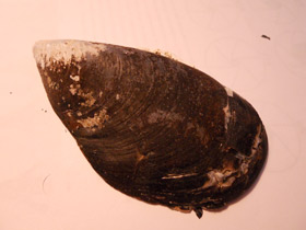 Фото Митилиды