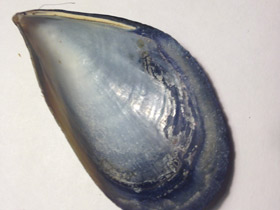 Фото Митилиды