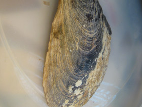 Фото Пинновые