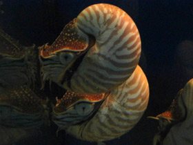 Смотреть фото Наутилоидовые Фото Наутилоидовые
