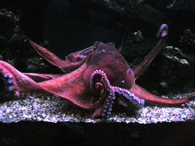 Смотреть фото Осьминог Дофлейна Фото Осьминог Дофлейна