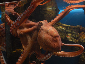 Смотреть фото Осьминог Дофлейна Фото Осьминог Дофлейна