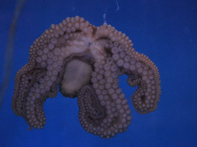 Смотреть фото Осьминог Дофлейна Фото Осьминог Дофлейна