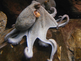 Смотреть фото Формы и краски в мире животных Фото Формы и краски в мире животных