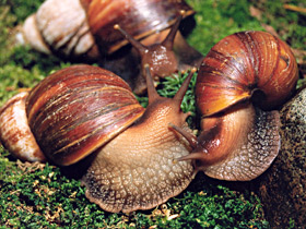 Ахатиниды Ахатиниды