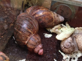 Смотреть фото Ахатиниды Фото Ахатиниды