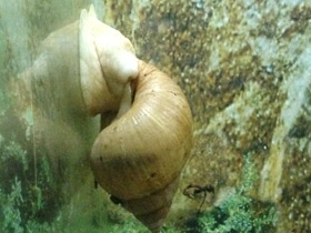 Фото 15 смешных фактов о животных. Часть 2.