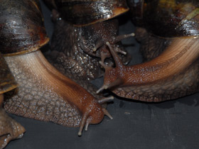 Смотреть фото Ахатиниды Фото Ахатиниды