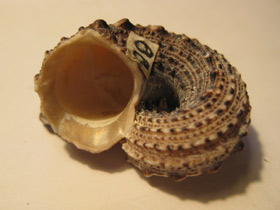 Фото Ангарииды