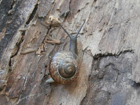 Смотреть фото Кустарниковая улитка Фото Кустарниковая улитка