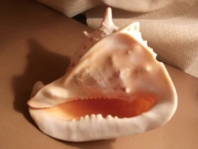 Фото Рогатый кассис