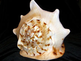 Фото Рогатый кассис