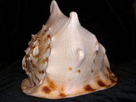 Фото Рогатый кассис