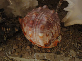 Смотреть фото Красный ципрекассис Фото Красный ципрекассис