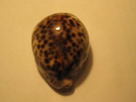 Смотреть фото Тигровая ципрея Фото Тигровая ципрея