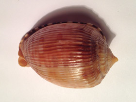 Смотреть фото Ребристый кассис Фото Ребристый кассис