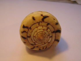 Смотреть фото Берёзовый конус Фото Берёзовый конус