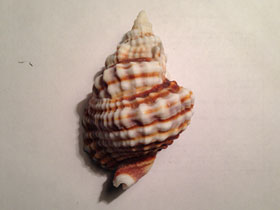 Фото Дисторсио анус