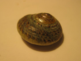 Фото Гибула