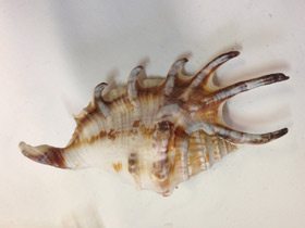 Смотреть фото Обыкновенный лямбис Фото Обыкновенный лямбис