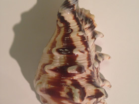 Смотреть фото Обыкновенный лямбис Фото Обыкновенный лямбис