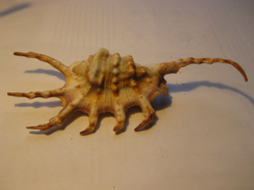 Смотреть фото Скорпионовый лямбис Фото Скорпионовый лямбис