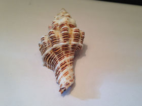 Фото Многоугольный латирус