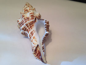 Фото Многоугольный латирус