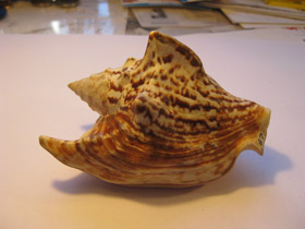 Смотреть фото Стромбус Петушиный хвост Фото Стромбус Петушиный хвост