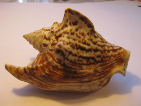 Смотреть фото Стромбус Петушиный хвост Фото Стромбус Петушиный хвост