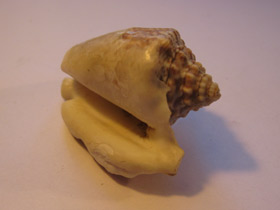 Смотреть фото Стромбус Петушиный хвост Фото Стромбус Петушиный хвост