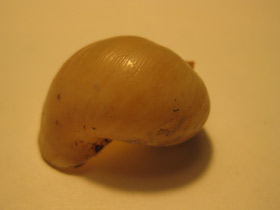 Фото Прудовики