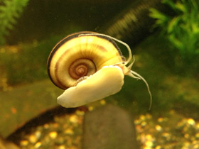 Смотреть фото Роговая мариса Фото Роговая мариса