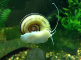 Смотреть фото Роговая мариса Фото Роговая мариса