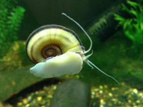 Смотреть фото Роговая мариса Фото Роговая мариса