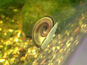 Смотреть фото Роговая мариса Фото Роговая мариса